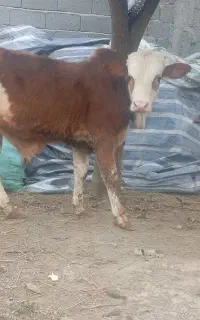 ورزاکوله چالوس اس