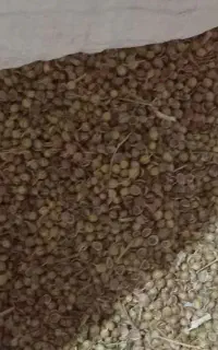 گشنیز محلی خوشبو وخوش عطر