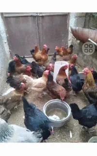 مرغ تخم گزار