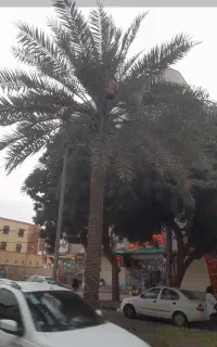 تمیز کردن درخت نخل