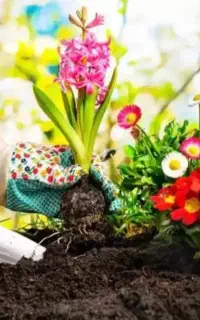 خدمات باغبانی باغچه کاری کاشت گل و گیاه خاک گلدون