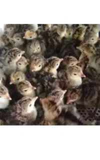 جوجه بوقلمون یک روزه برنز