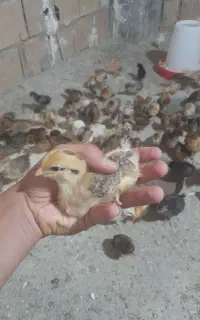 جوجه گلپایگان ۱۵ روزه