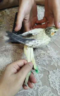 عروس هلندی گمشده