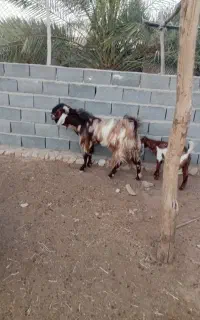 چپش پاکستانی