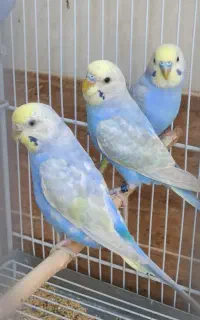 مرغ غشق