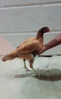 و ماده مرغ