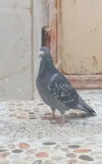 پلاکی مسافت بالا معاوضه با سهره یا قناری