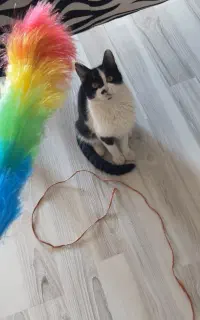 واگذاری گربه رایگان