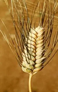 گندم بذری دهدشت