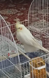 عروس هلندی گم شده
