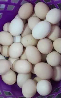 تخم مرغ   محلی نطفه  دار سالم