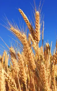 آسیاب گندم پذیرفته می شود