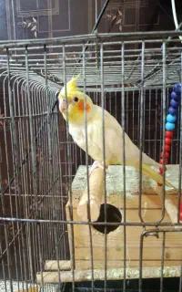 عروس هلندی نر