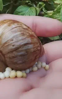 فروش حلزون آلپاچینو پرورشی وآرایشی