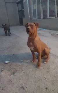 توله پیتبول