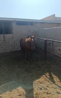 نریان یک سال و نیمه قیمت ۱۰۰ میلیون
