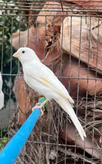 قناری یکدست سفید، سالم و سرحال