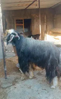 نر بز ساورین