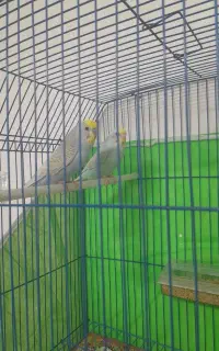 فروش یا معاوضعه پرنده