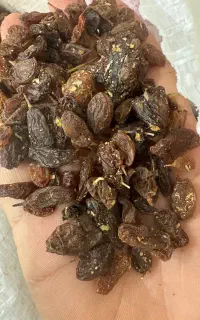 گله افتابی هرکی داره