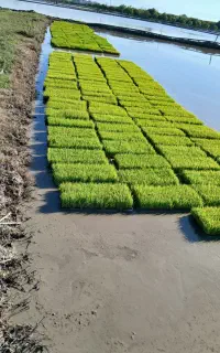 بذر آماده نشا شیرودی