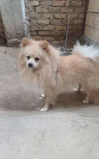 پامر روباهی