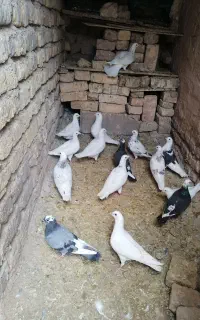 فروش 12 عدد کبوتر