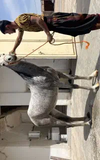 اسب اصیل