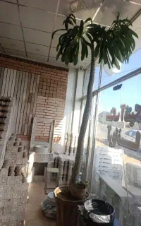 نخل ماداگاسکار.گل طبیعی