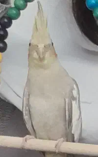 سلام عروس هلندی گم شده