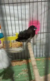 یک عدد فنچ سالم نژاد دار پرش فره
