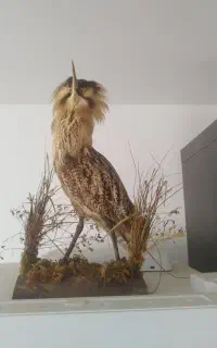 مجسمه پرنده بزای دکور