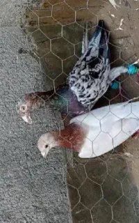 کبوتر هفت‌رنگ شکلاتی