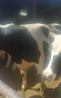قصابی جهاد