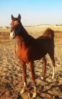 مادیان  کرد سواری دار