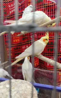 فروش عروس هلندی