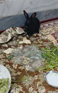 خرگوش باهوش و بامزه