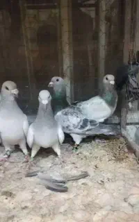 کبوتر سبزمگس شامی