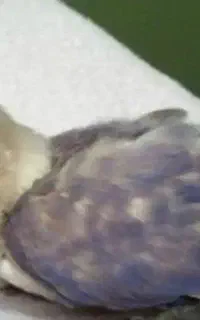 جوجه برزیلی
