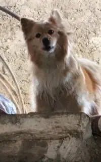 سگ پامرین روباهی