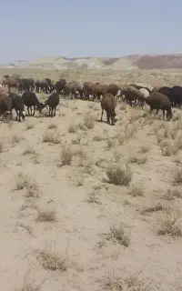 میش آبستن
