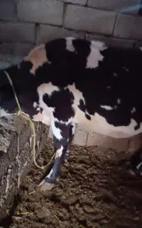 گاو قصر