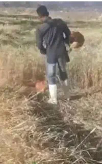 علف زنی باغات بادستگاه