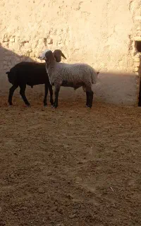 دو عدد بره نر