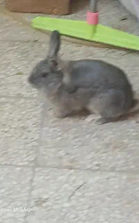 خرگوش خونگی با نمک