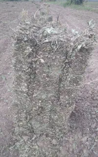 کاه بادام زمینی