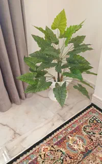 درختچه