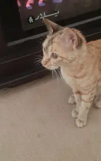 واگذاری گربه