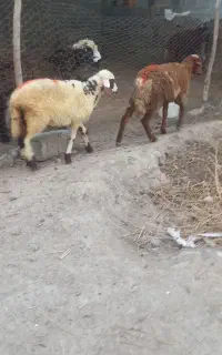 بره افشاری